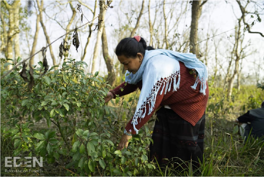 Eden Reforestation Projects